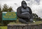 Discover Rwanda’s Volcanoes National Park: Ultimate Gorilla Trekking & Breathtaking Adventure Experience.