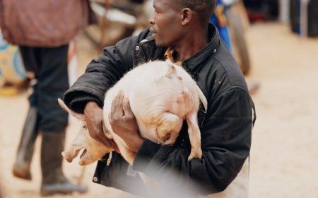 Did You Know? The Amazing World of the Boar: Male Pig Specialities.