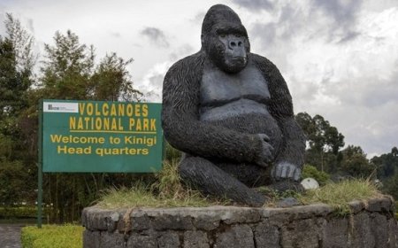 Discover Rwanda’s Volcanoes National Park: Ultimate Gorilla Trekking & Breathtaking Adventure Experience.