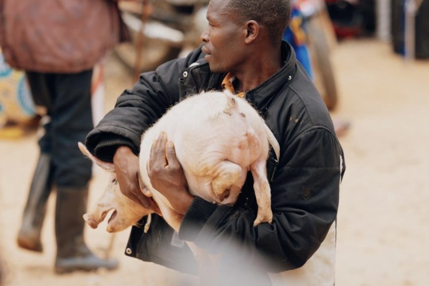 Did You Know? The Amazing World of the Boar: Male Pig Specialities.