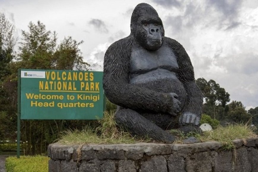 Discover Rwanda’s Volcanoes National Park: Ultimate Gorilla Trekking & Breathtaking Adventure Experience.