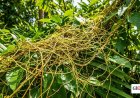 Jamaican Love Bush: The Secret Herbal Remedy for Men's Sexual Health