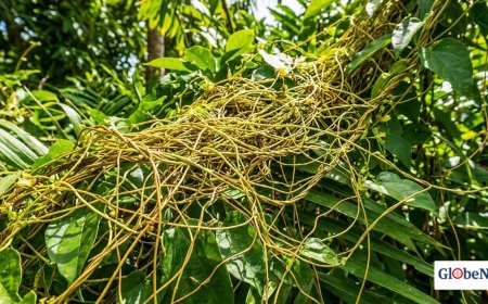 Jamaican Love Bush: The Secret Herbal Remedy for Men's Sexual Health
