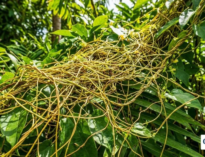 Jamaican Love Bush: The Secret Herbal Remedy for Men's Sexual Health