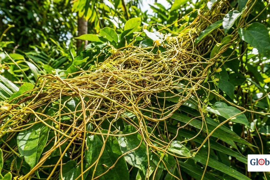 Jamaican Love Bush: The Secret Herbal Remedy for Men's Sexual Health